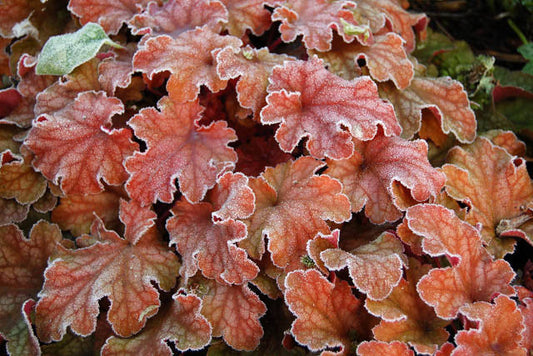 Coral Bells ‘Peach Flambé’