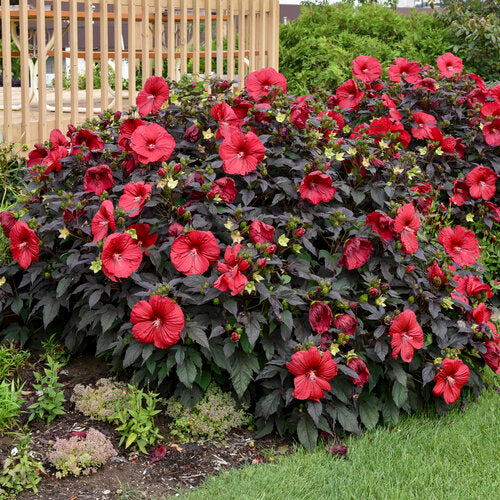 Holy Grail Hibiscus