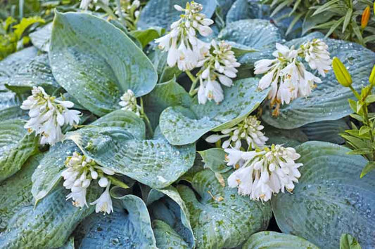 Hosta 'Blue Angel'