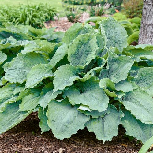 Hosta Shadowland® 'Diamond Lake' PW®