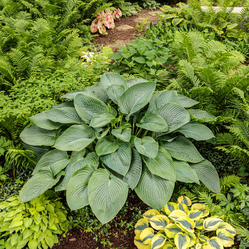 Empress Wu Hosta