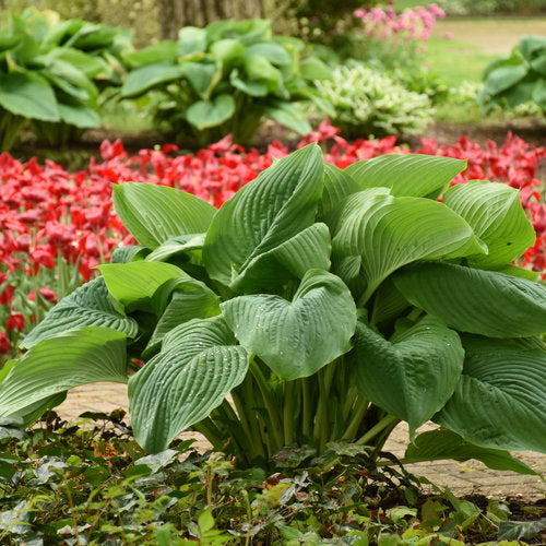 Empress Wu Hosta