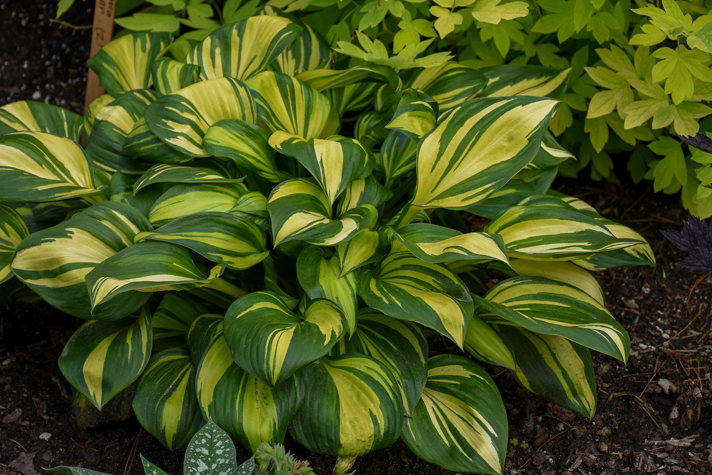 Rainbow's End Hosta