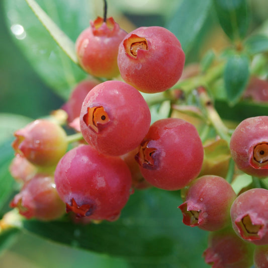Blueberry 'Pink Lemonade'