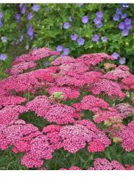 Yarrow ‘Saucy Seduction’