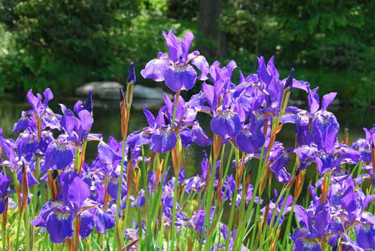 Iris sibirica 'Caesar's Brother'