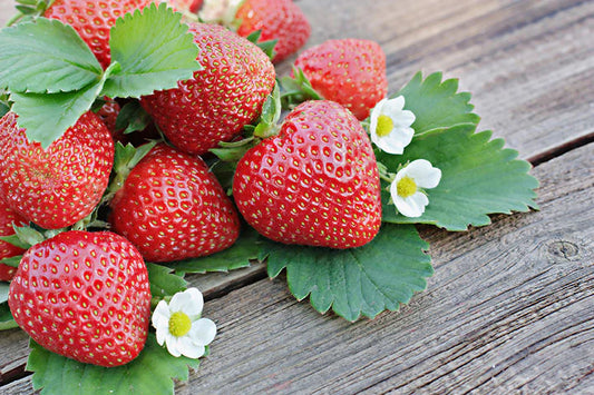 Strawberry 'Kent'