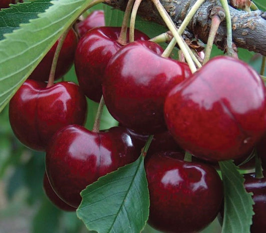 Lapin Sweet Cherry Tree