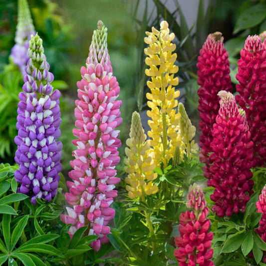 Mini Gallery™ Mixed Lupine