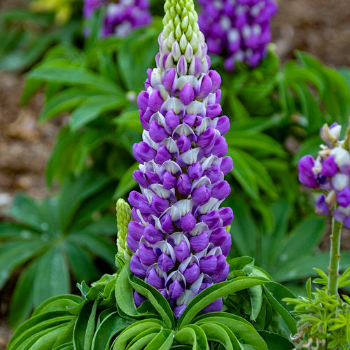 Lupine ‘Mini Gallery Blue Bicolour’