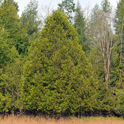 Eastern White Cedar