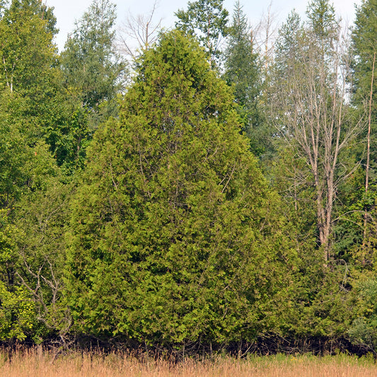 Eastern White Cedar