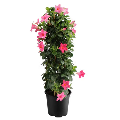 Bamboo Trellis 10-inch Pot