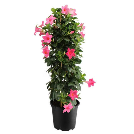 Bamboo Trellis 10-inch Pot