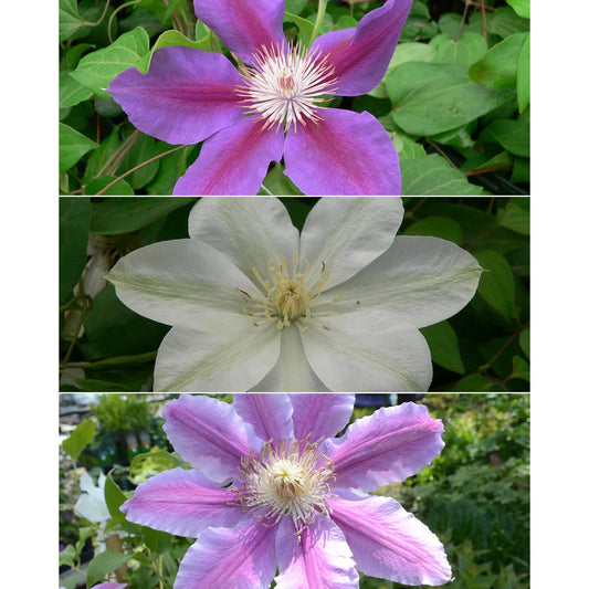 Triple Mix C Clematis