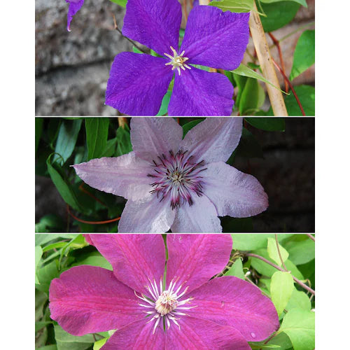 Triple Mix E Clematis