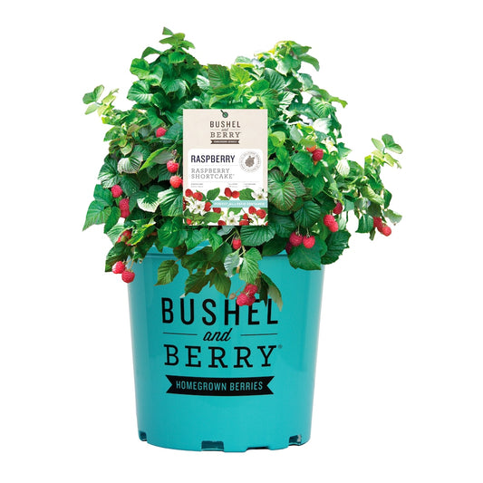 Raspberry Bushel and Berry™ Raspberry Shortcake™