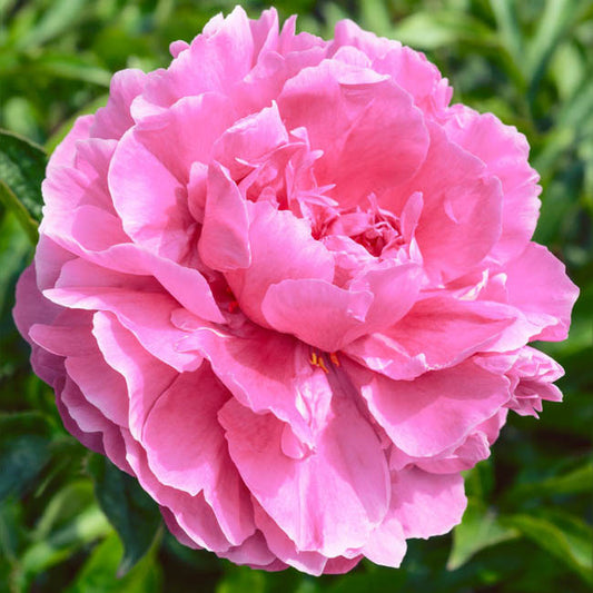 Peony 'Dr. Alexander Fleming'
