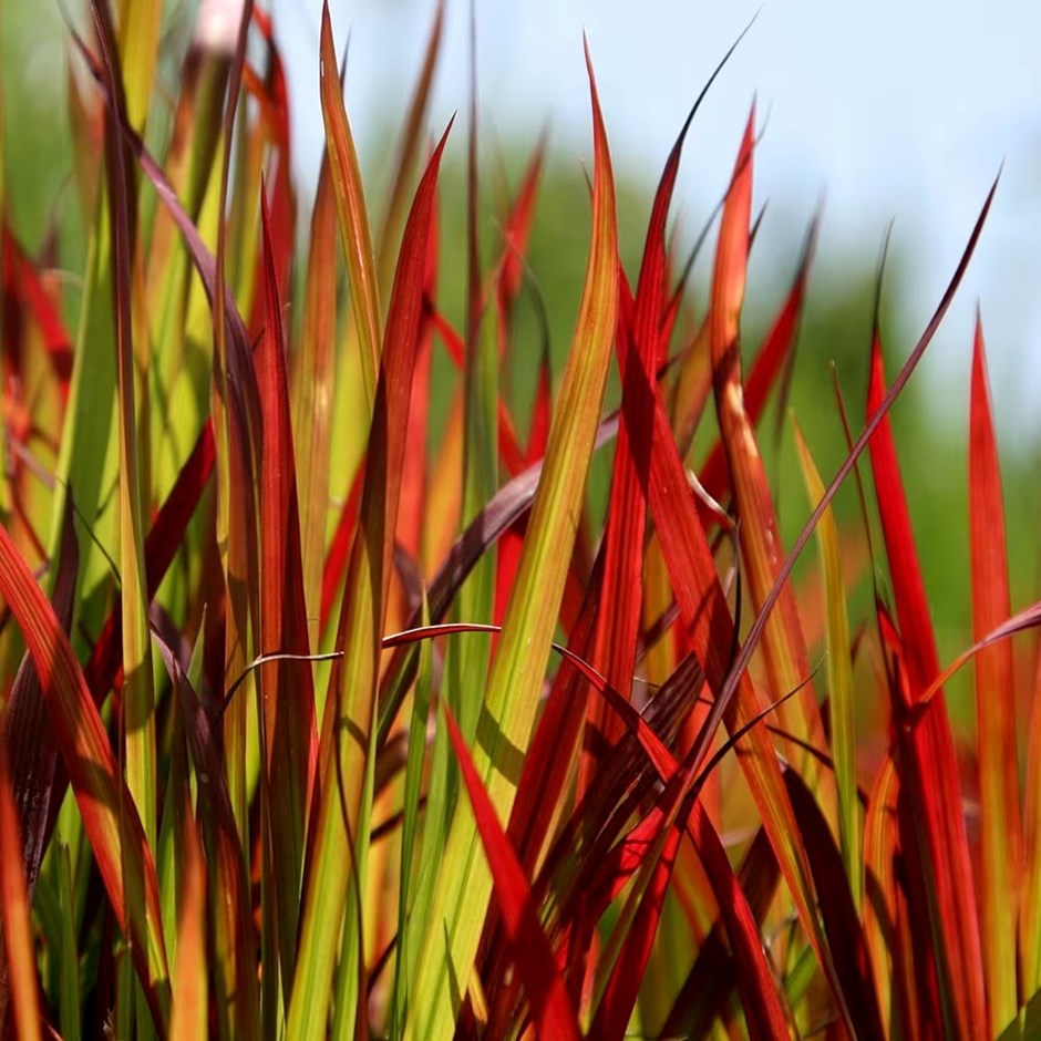 Japanese Blood Grass ‘Red Baron’