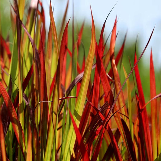 Japanese Blood Grass ‘Red Baron’