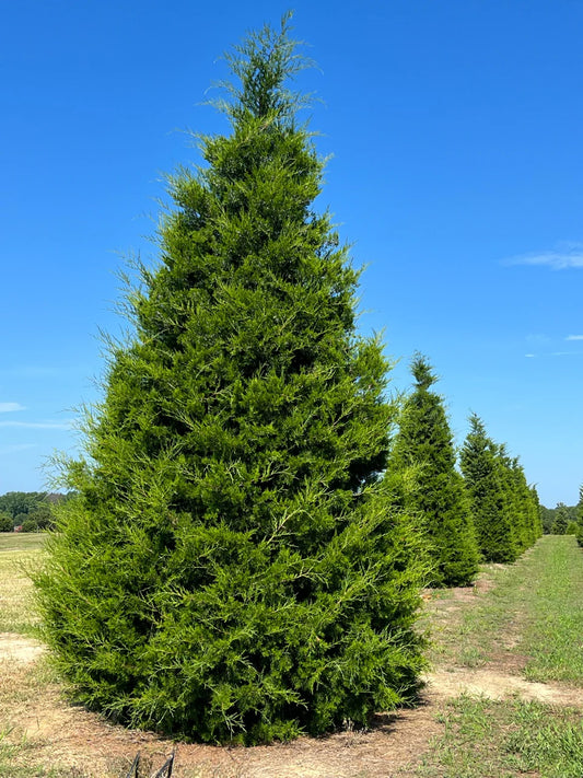Eastern Cedar