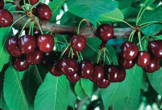 Sour Cherry 'Cupid' (Dwarf)