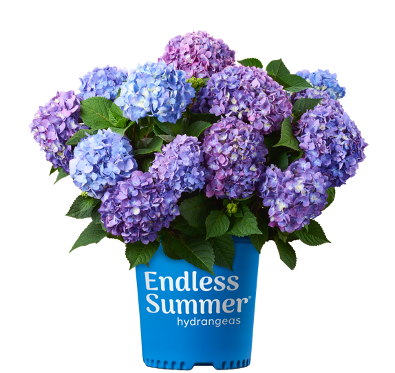 Hydrangea Endless Summer® Bloomstruck®