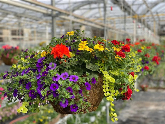 16-inch Hanging Basket Moss