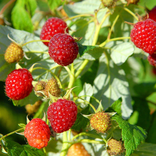 Raspberry 'Heritage'