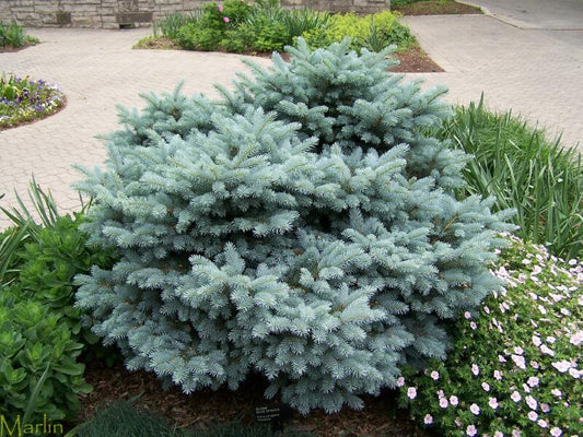 Globosa Spruce