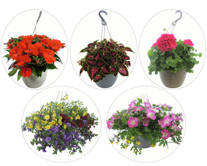 Assorted Hanging Baskets