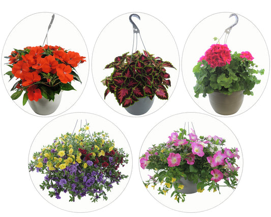 Assorted Hanging Baskets