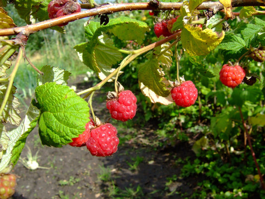 Raspberry 'Boyne'