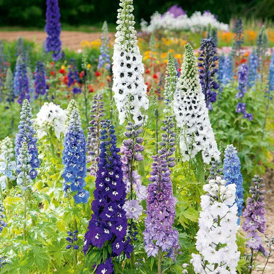 Delphinium 'Magic Fountains Mix'