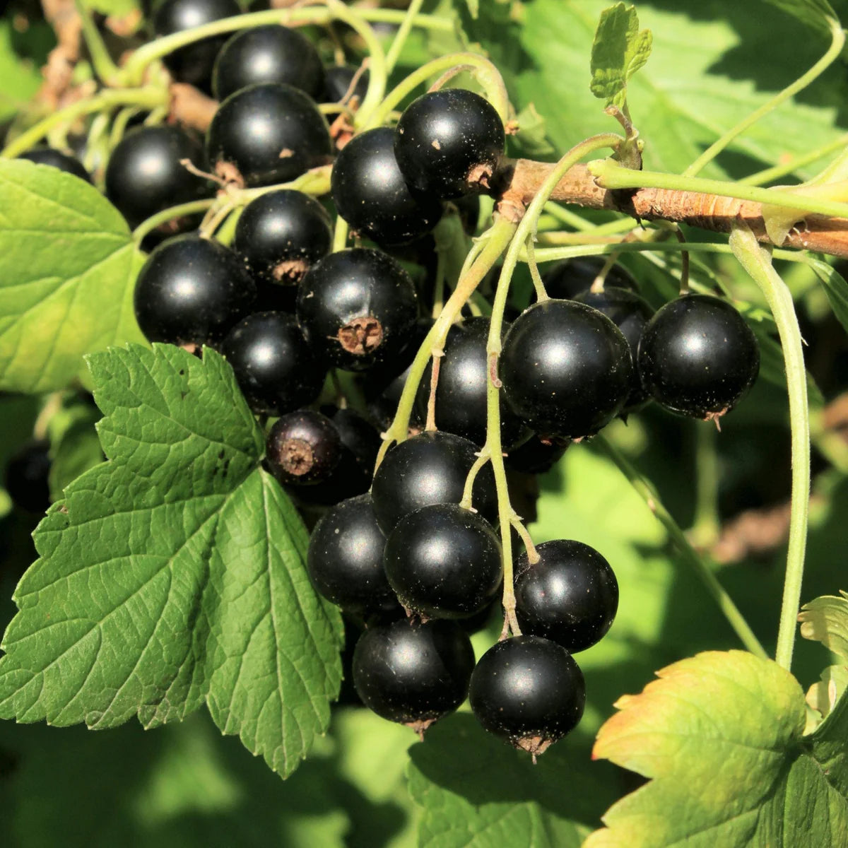Currant 'Wellington XXX' (Black)