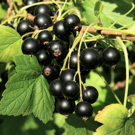 Currant 'Wellington XXX' (Black)