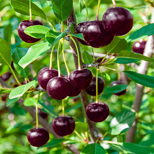 Dwarf Sour Cherry ‘Juliet’
