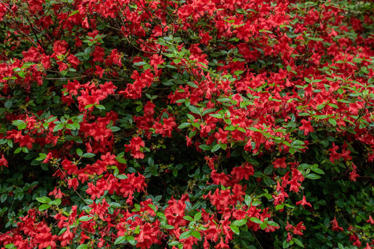 Stewatstonian Azalea