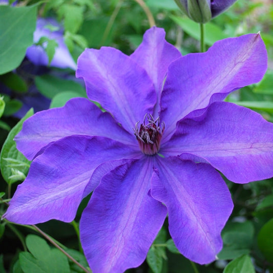 The President Clematis