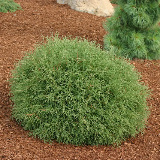 Thuja occidentalis Mr. Bowling Ball™