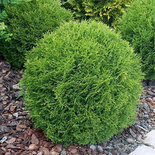 Thuja occidentalis ‘Danica’ (Danica Arborvitae)