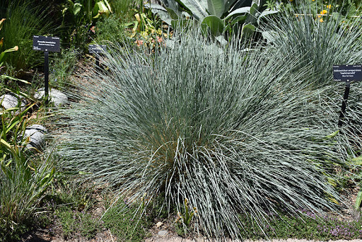 Blue Oat Grass ‘Sapphire’