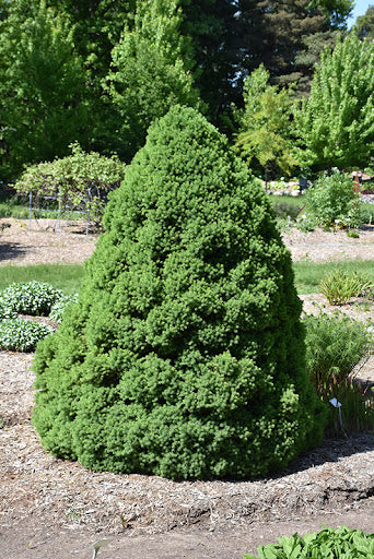 Dwarf Alberta Spruce "Conica Spruce"