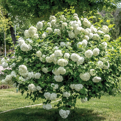 Hydrangea 'Limelight' PW®
