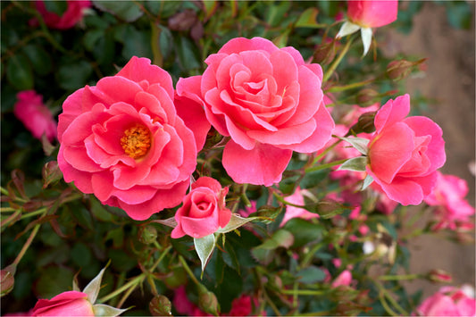 Aurora Borealis™ Rose